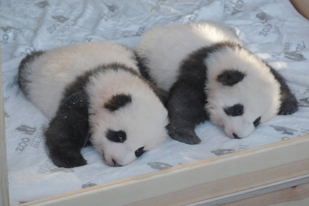 2 pandas on a bed