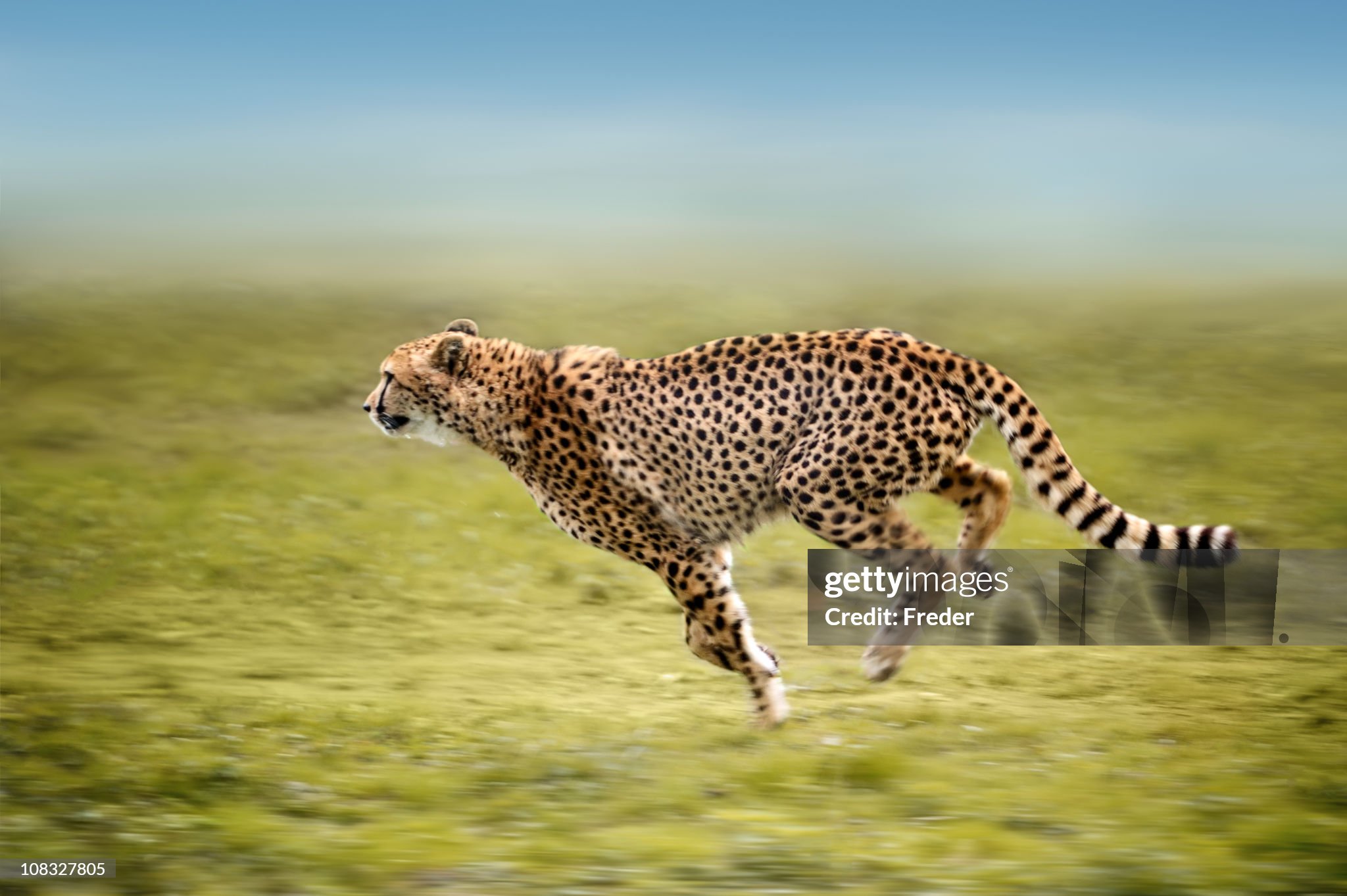 Cheetah running