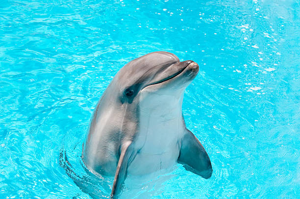 dolfin